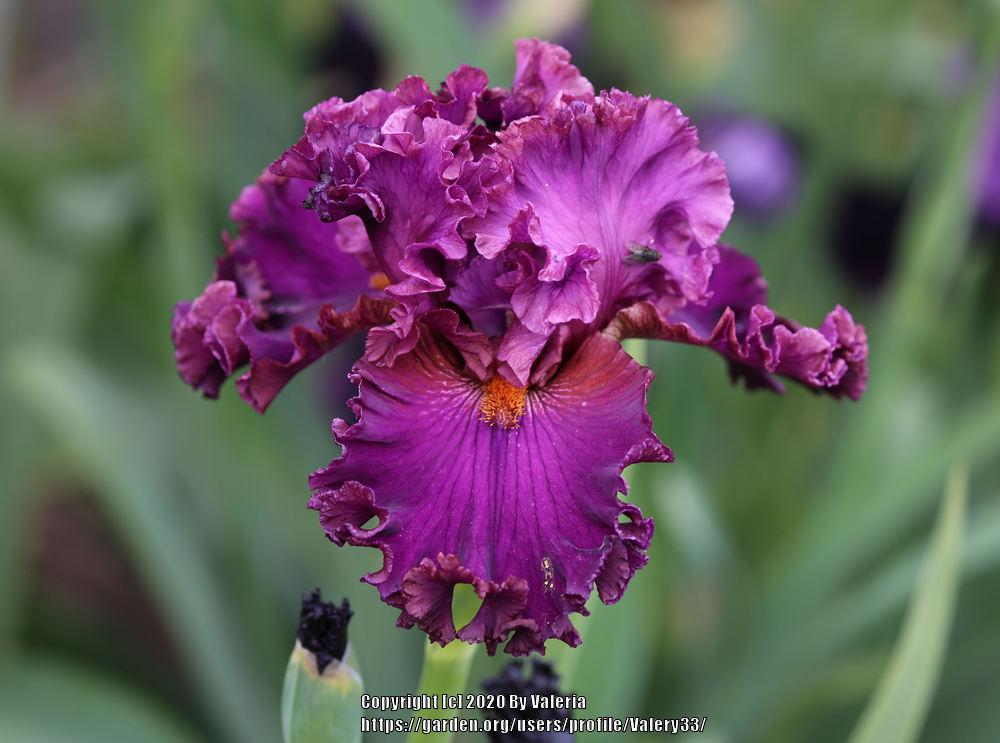 Photo of Tall Bearded Iris (Iris 'Mambo Italiano') uploaded by Valery33