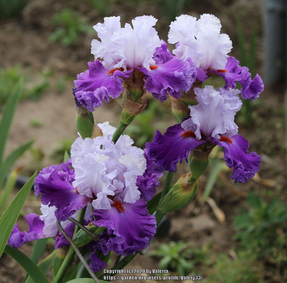 Photo of Tall Bearded Iris (Iris 'Polka') uploaded by Valery33