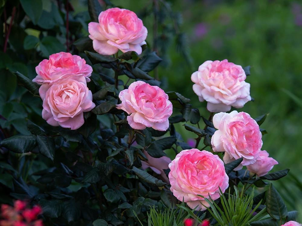 Photo of Rose (Rosa 'English Miss') uploaded by dirtdorphins