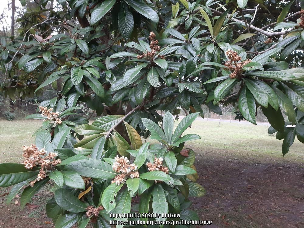 Photo of Loquat (Rhaphiolepis bibas) uploaded by hlutzow
