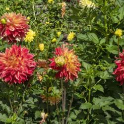 Location: Dahlia Hill, Midland, Michigan
Date: 2019-10-05
Lady Darlene blooms can hold their own for visual appeal amidst m