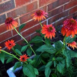 Location: in my garden in Oklahoma City
Date: 04-20-2017
Echinacea Double Scoop™ Orangeberry