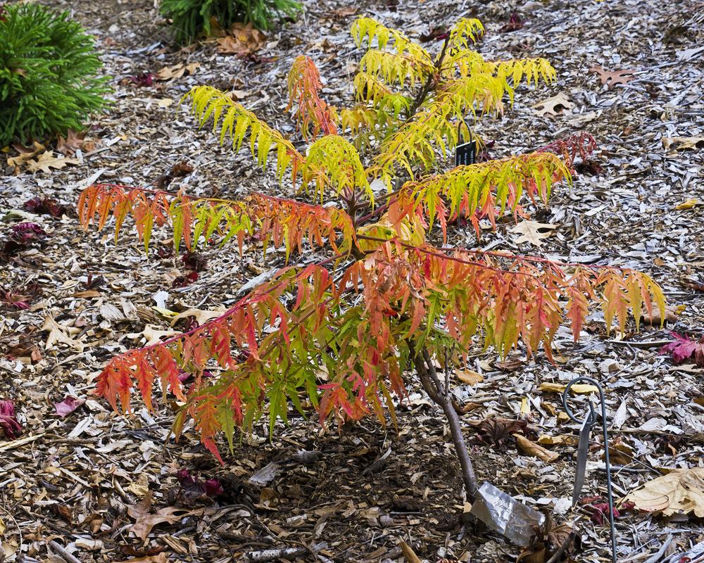 Photo of Staghorn Sumac (Rhus typhina Tiger Eyes®) uploaded by arctangent