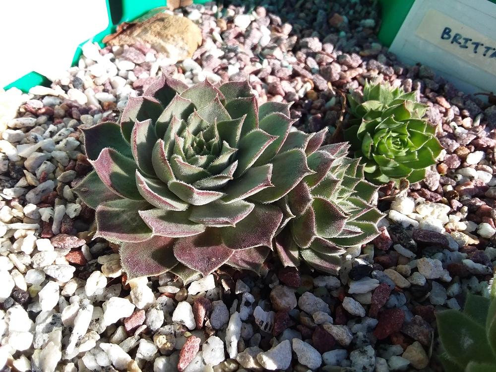Photo of Hen and Chicks (Sempervivum 'Engle's 13-2') uploaded by RoseA32