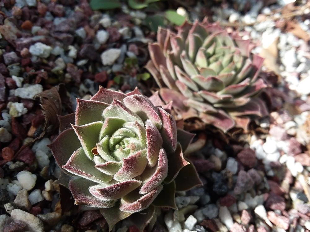 Photo of Hen and Chicks (Sempervivum 'Oley') uploaded by RoseA32