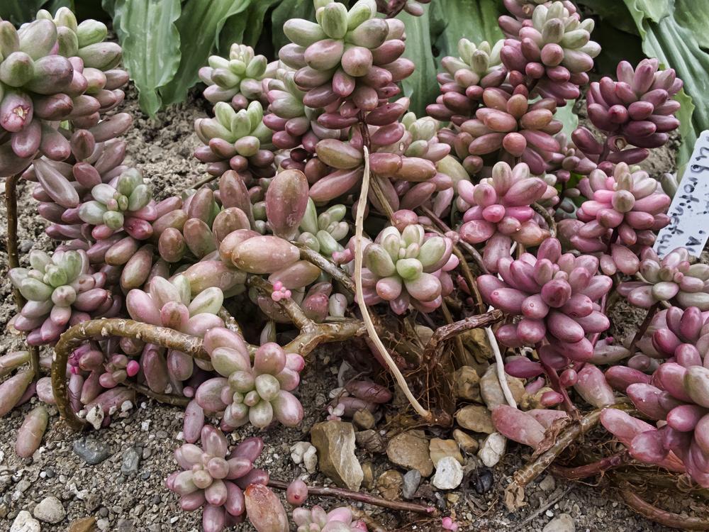 Photo of Jelly Beans (Sedum x rubrotinctum 'Aurora') uploaded by arctangent