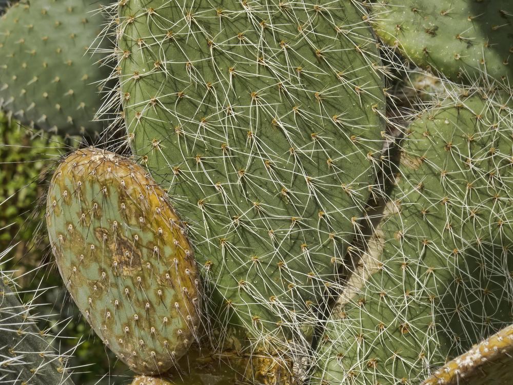 Photo of Prickly Pears (Opuntia) uploaded by arctangent