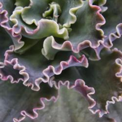 Location: Conservatory, Hidden Lake Gardens, Michigan
Date: 2011-02-17
The very wavy edges of leaves of this echeveria.