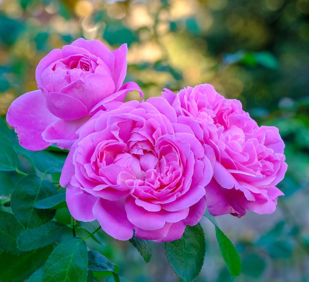 Photo of Rose (Rosa 'Mary Rose') uploaded by AnnKNCalif