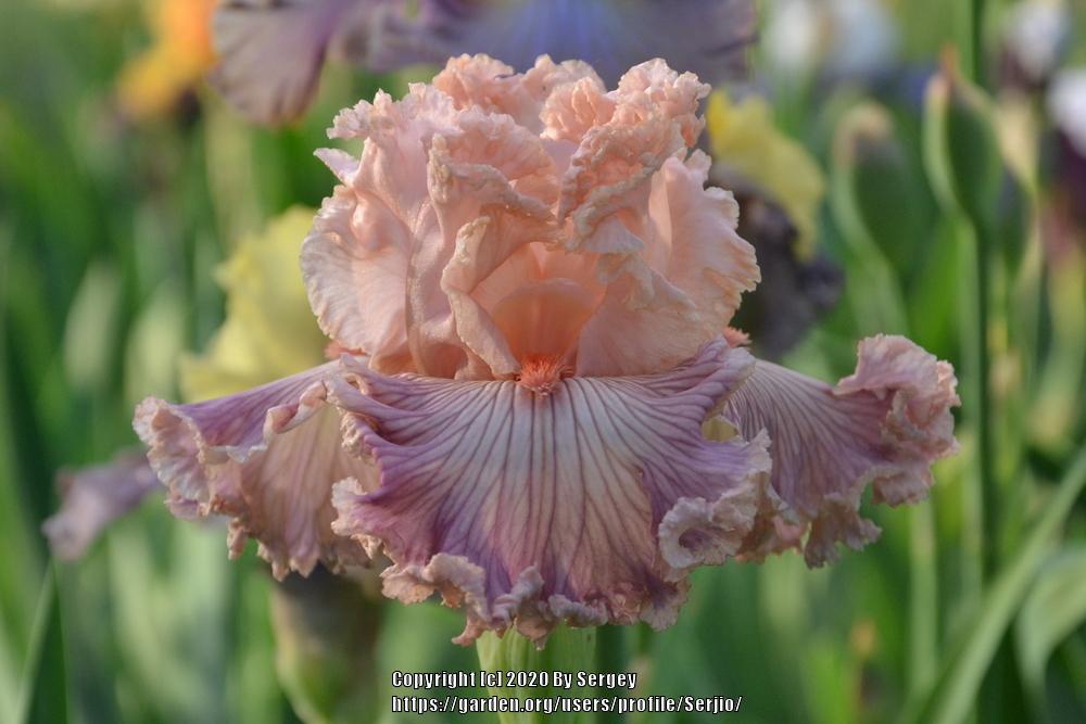 Photo of Tall Bearded Iris (Iris 'Georgette Silk') uploaded by Serjio