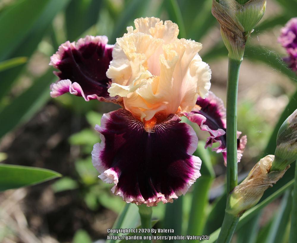 Photo of Tall Bearded Iris (Iris 'Dazzle') uploaded by Valery33