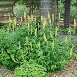 Location: in my garden in Oklahoma City
Date: 04-17-2017
Blue Ridge Buckbean (Thermopsis villosa)