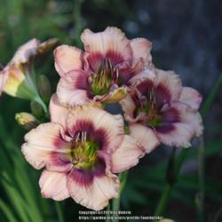 Location: My Garden, Ontario, Canada
Date: 2020-07-29
Floriferous, small flowered daylily in my garden.