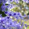 Petrea blooming now