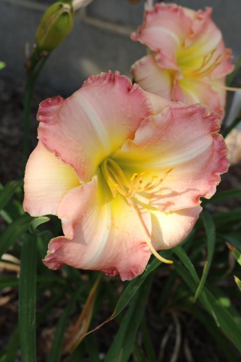 Photo of Daylily (Hemerocallis 'Antique Rose') uploaded by Hembrain