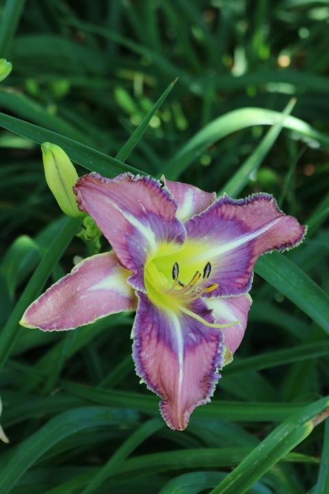 Photo of Daylily (Hemerocallis 'Mildred Mitchell') uploaded by Hembrain