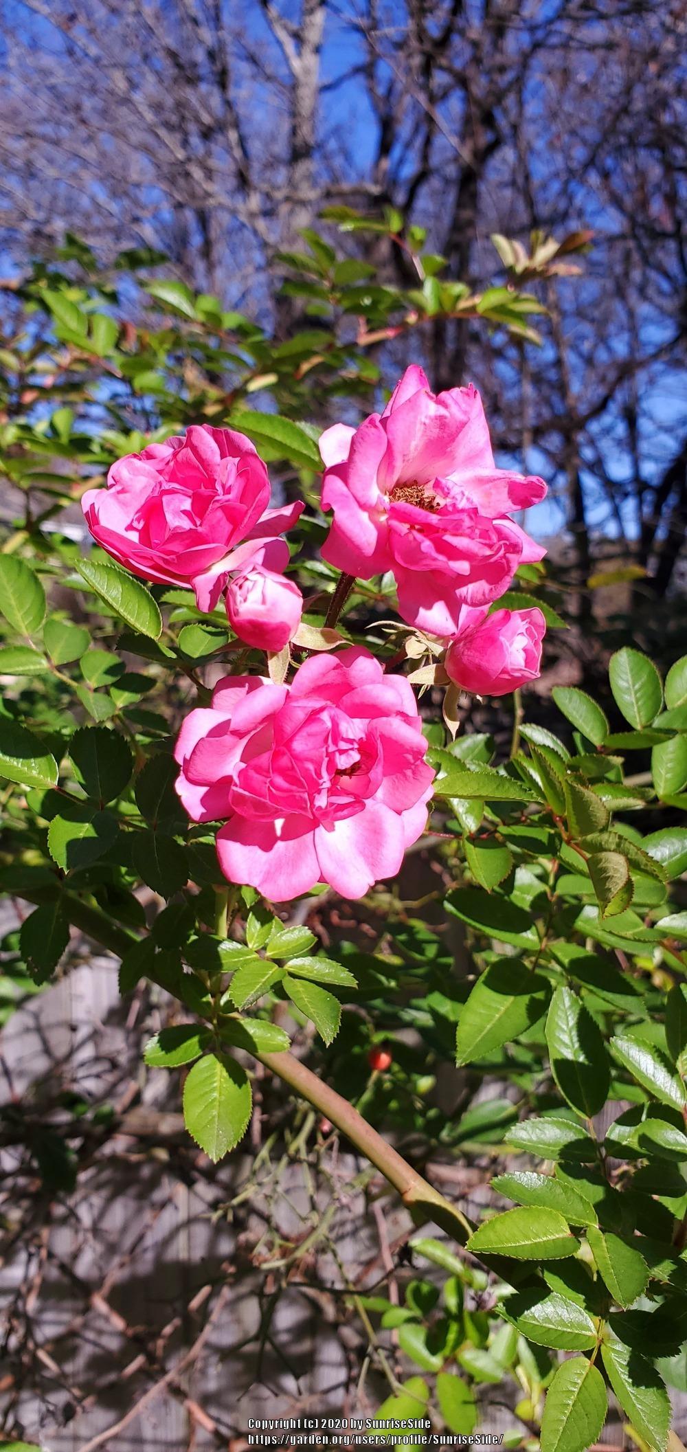 Photo of Rose (Rosa 'Peggy Martin') uploaded by SunriseSide