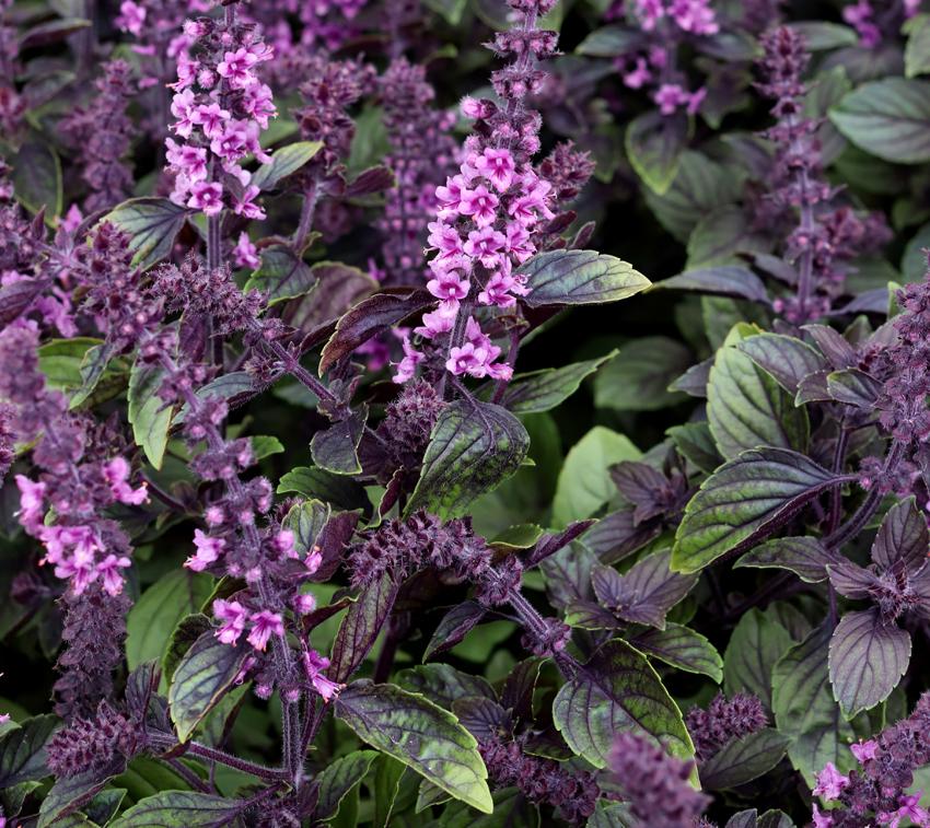 Photo of African Blue Basil (Ocimum 'African Blue') uploaded by Calif_Sue