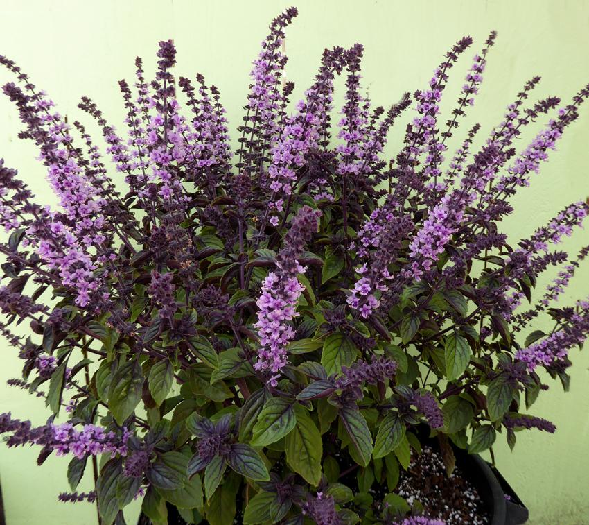 Photo of African Blue Basil (Ocimum 'African Blue') uploaded by Calif_Sue