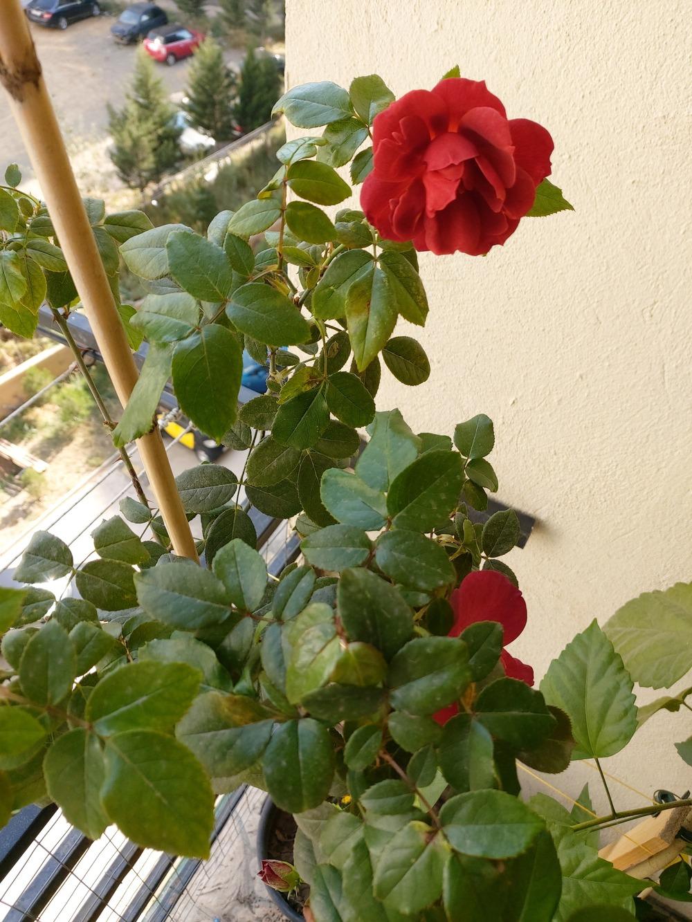 Photo of Rose (Rosa 'Hot Cocoa') uploaded by Saliramida
