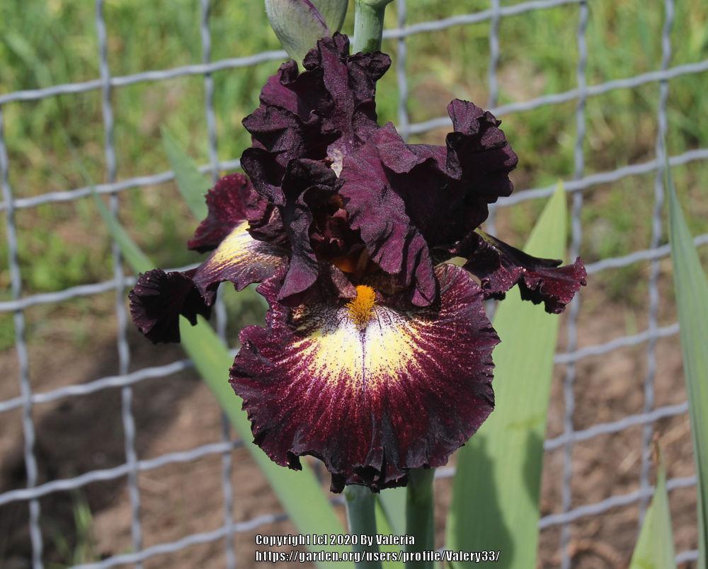 Photo of Tall Bearded Iris (Iris 'Tunnel Vision') uploaded by Valery33