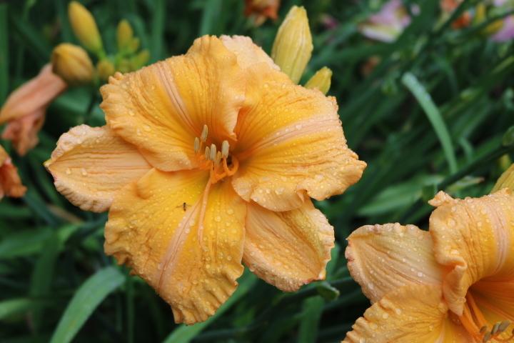 Photo of Daylily (Hemerocallis 'Orange Velvet') uploaded by Hembrain