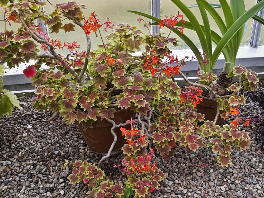 Photo of Zonal Geranium (Pelargonium x hortorum 'Vancouver Centennial') uploaded by arctangent