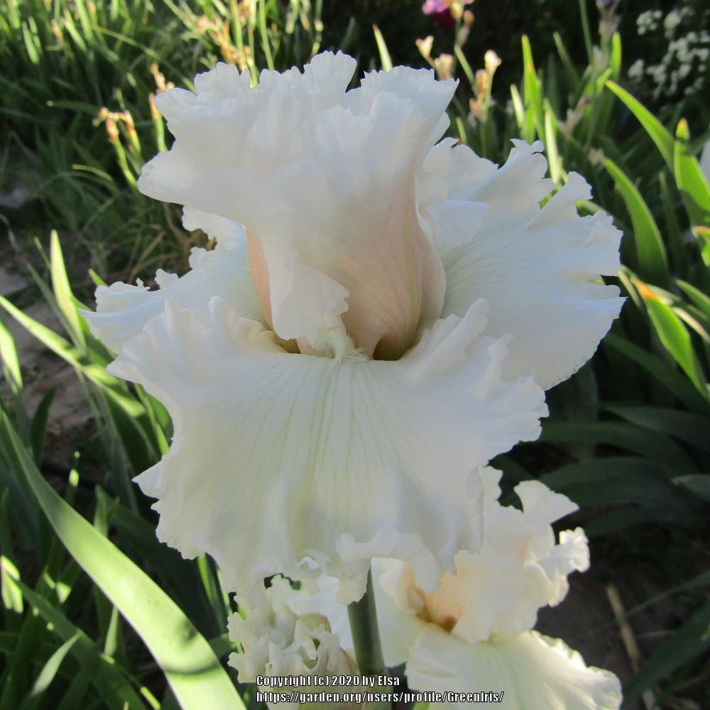 Photo of Tall Bearded Iris (Iris 'Heavenly Host') uploaded by GreenIris