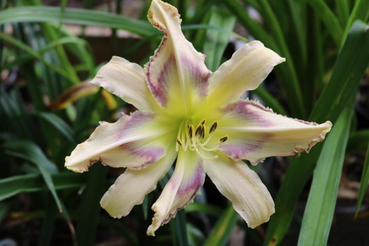 Photo of Daylily (Hemerocallis 'Entwined in the Vine') uploaded by Hembrain