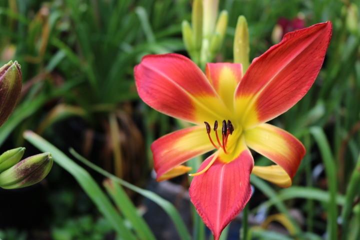 Photo of Daylily (Hemerocallis 'What's Up Down South') uploaded by Hembrain