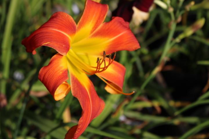Photo of Daylily (Hemerocallis 'What's Up Down South') uploaded by Hembrain
