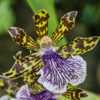 Zygopetalum maculatum - very striking blooms, both for color comb