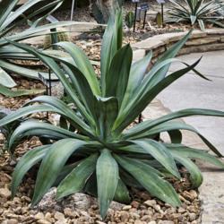 Location: Conservatory, Matthaei Botanical Gardens, Ann Arbor
Date: 2012-03-01
Smooth agave in a conservatory setting.