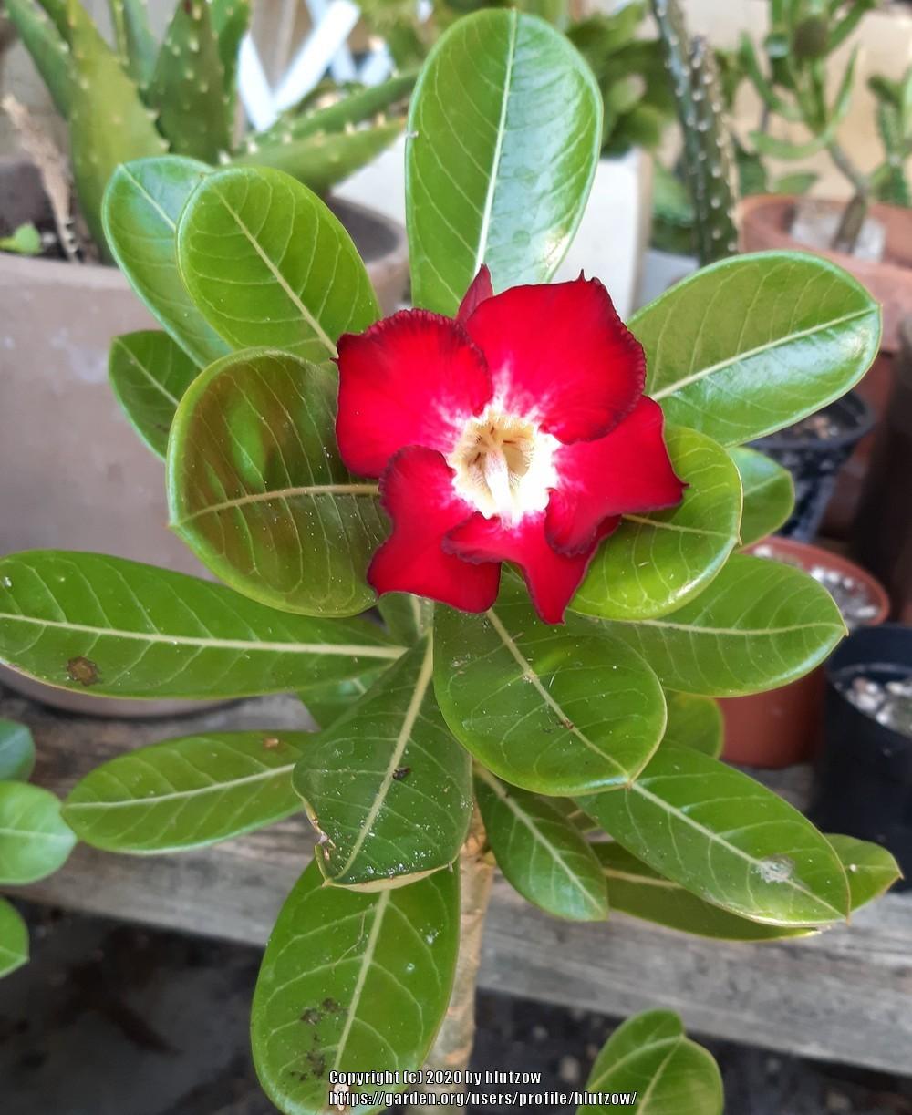 Photo of Desert Rose (Adenium obesum) uploaded by hlutzow