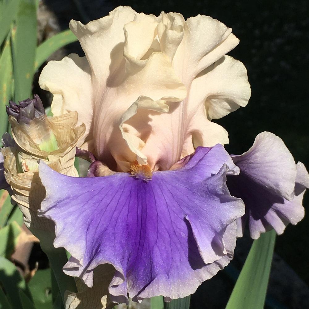 Photo of Tall Bearded Iris (Iris 'Wishes Granted') uploaded by lilpod13