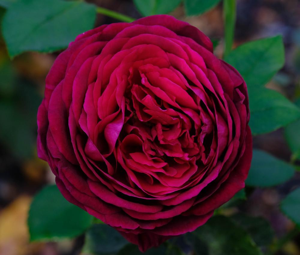 Photo of English Shrub Rose (Rosa 'The Prince') uploaded by AnnKNCalif