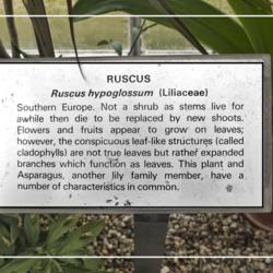 Location: Conservatory, Hidden Lake Gardens, Michigan
Date: 2012-03-01
Ruscus hypoglossum - Interpretive plaque provided by the Conserva