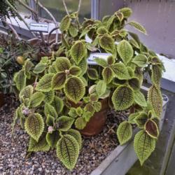 Location: Conservatory, Hidden Lake Gardens, Michigan
Date: 2012-03-01
Formerly Pilea involucrata 'Moon Valley' - It was love at first s