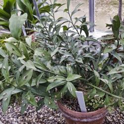 Location: Conservatory, Hidden Lake Gardens, Michigan
Date: 2012-03-01
Ruscus hypoglossum - growing in what I'm guessing is a 1 gallon p