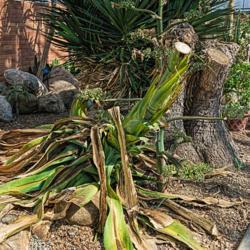 Location: Conservatory, Matthaei Botanical Gardens, Ann Arbor
Date: 2017-03-15
All that remains of the large American agave which bloomed in 201