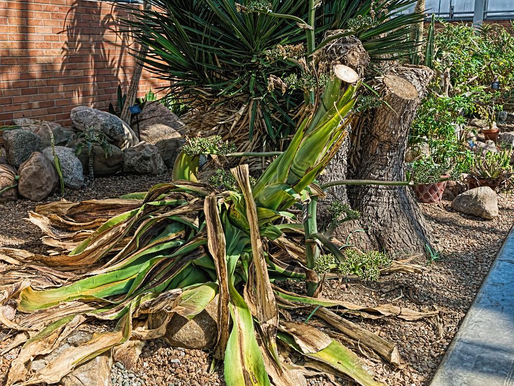 Photo of Variegated American Agave (Agave americana 'Variegata') uploaded by arctangent