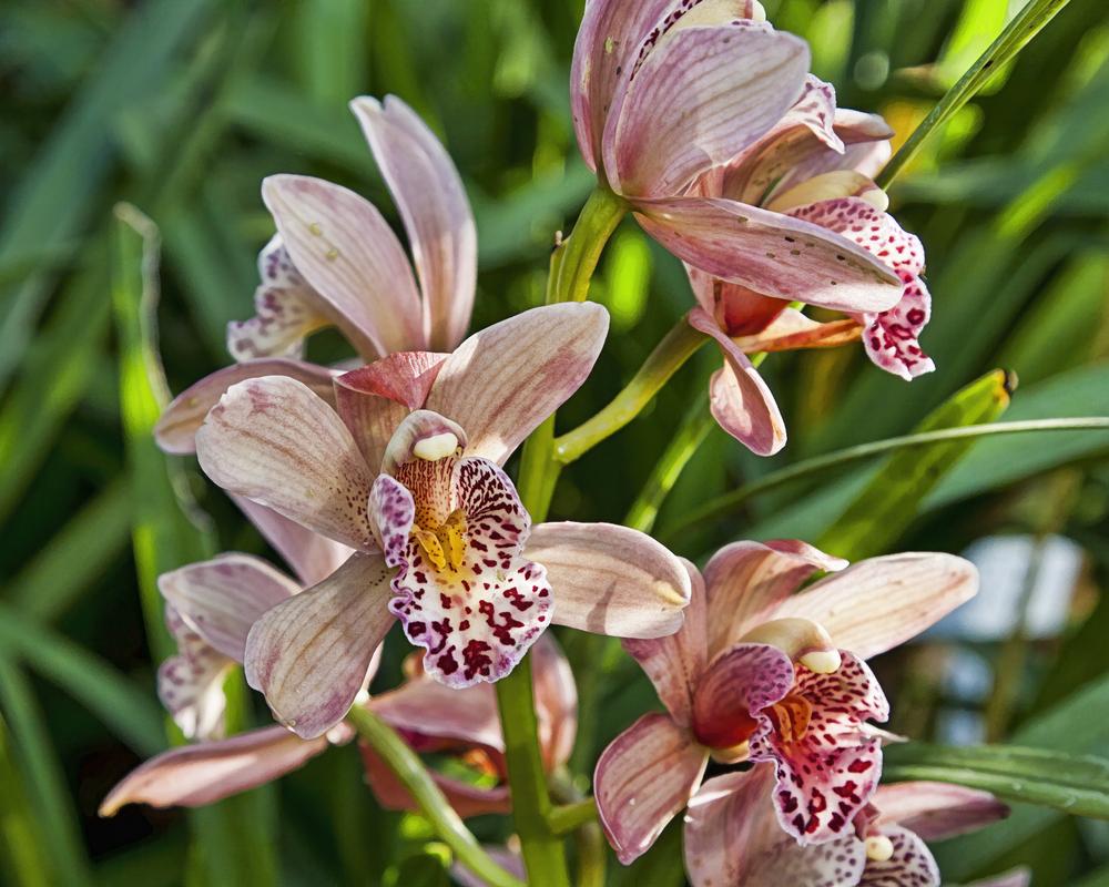 Photo of Orchid (Cymbidium) uploaded by arctangent