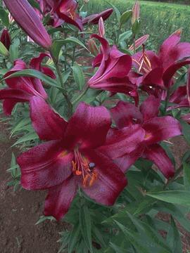 Photo of Lily (Lilium 'Mussasi') uploaded by Joy