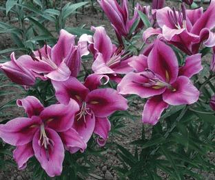 Photo of Lily (Lilium 'Paraguay') uploaded by Joy
