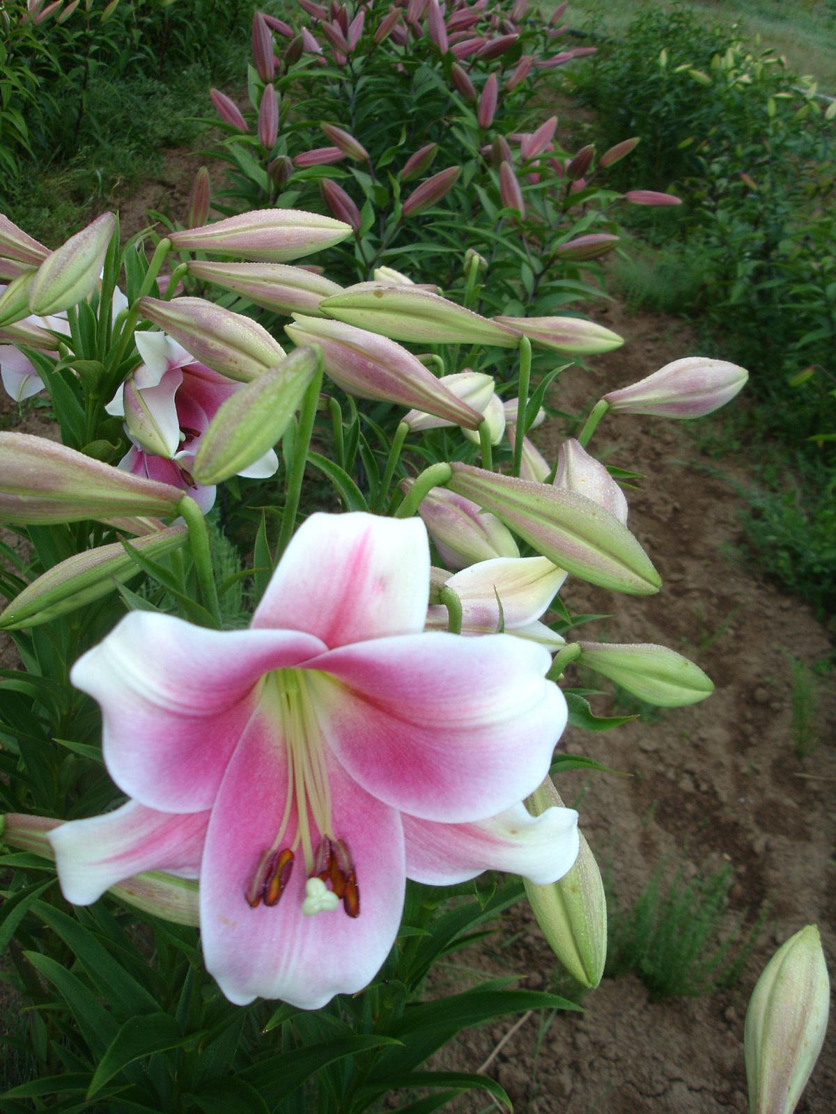 Photo of Lily (Lilium 'Prince Promise') uploaded by Joy