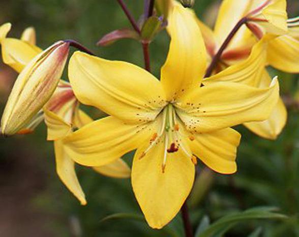 Photo of Lily (Lilium 'Sun Valley') uploaded by Joy