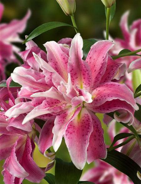 Photo of Lily (Lilium 'Distant Drum') uploaded by Joy