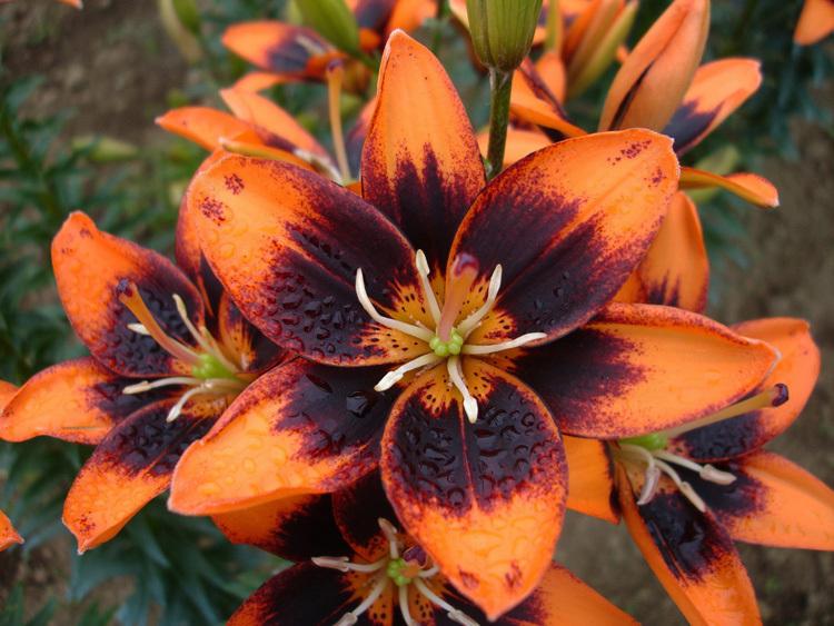 Photo of Lily (Lilium 'Easy Salsa') uploaded by Joy