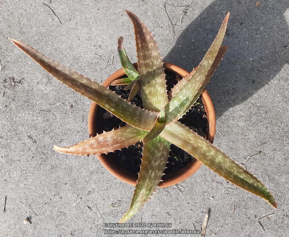 Photo of Soap Aloe (Aloe maculata) uploaded by hlutzow