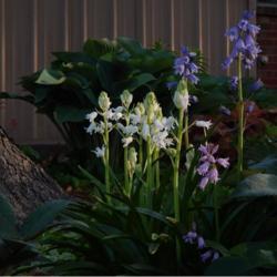 Location: in my garden in Oklahoma City
Date: 4-17-2020
White Spanish Bluebell (Hyacinthoides hispanica 'Alba')